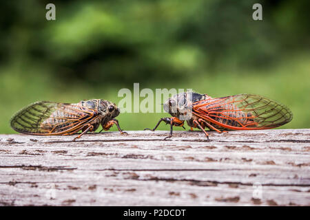 Zwei erwachsene Zikaden Tibicina haematodes mit orange Adern auf den Flügeln Stockfoto