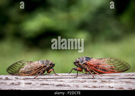 Zwei erwachsene Zikaden Tibicina haematodes mit orange Adern auf den Flügeln Stockfoto