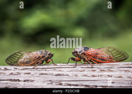 Zwei erwachsene Zikaden Tibicina haematodes mit orange Adern auf den Flügeln Stockfoto