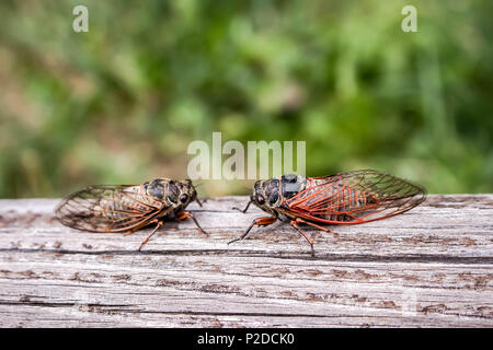 Zwei erwachsene Zikaden Tibicina haematodes mit orange Adern auf den Flügeln Stockfoto