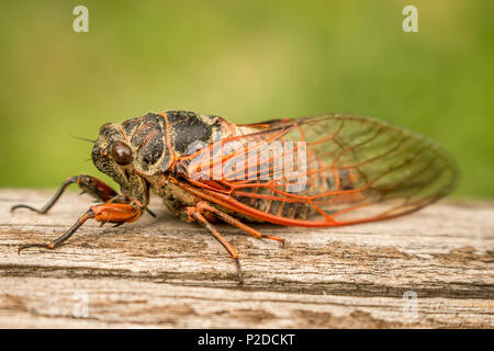 Zwei erwachsene Zikaden Tibicina haematodes mit orange Adern auf den Flügeln Stockfoto