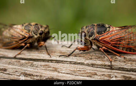 Zwei erwachsene Zikaden Tibicina haematodes mit orange Adern auf den Flügeln Stockfoto