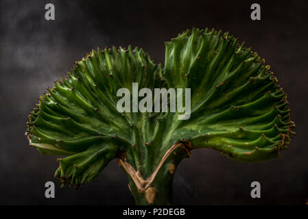 Euphorbia lactea auch Kandelaber Kaktus natur Bild genannt Stockfoto