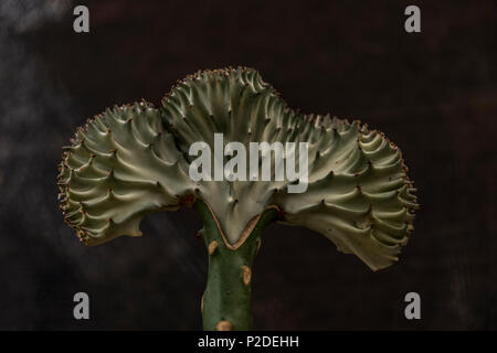 Euphorbia lactea auch Kandelaber Kaktus natur Bild genannt Stockfoto