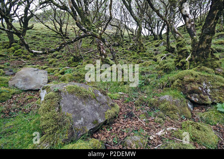 Bewaldeten Hang mit bemoosten Felsen und krummen Birken Stockfoto