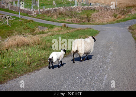 Schaf und Lamm Passgang hinunter eine Straße in Fionnphort auf der Isle of Mull Stockfoto