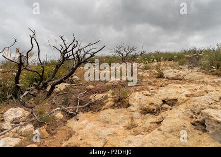 Verbrannt Baum auf der Landschaft auf den Klippen der Algarve, Portugal. Stockfoto