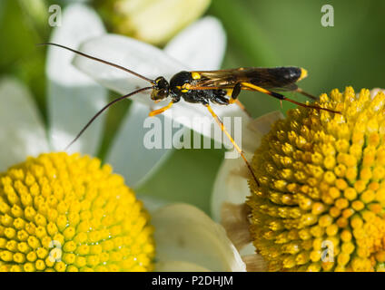 Eine Makroaufnahme eines Ambyletes armatorius Surfen über ein Ochse eye daisy-Patch. Stockfoto