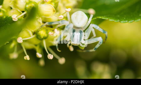 Eine Makroaufnahme einer Krabbe Spinne sitzen innerhalb einiger Laub. Stockfoto