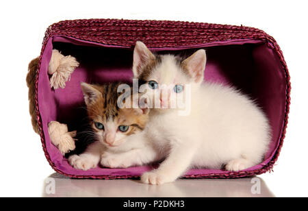 Zwei Kätzchen, tabby White, in einer lila Korb sitzen Stockfoto