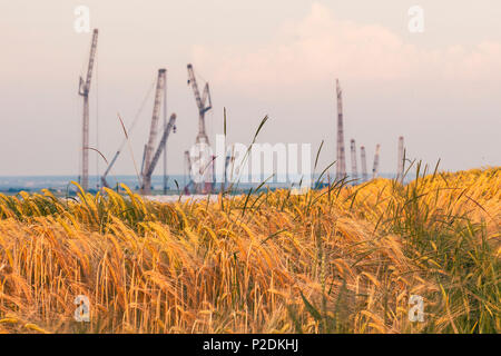 Kornfeld und Kräne, Ehingen Donau, Baden-Württemberg, Deutschland Stockfoto