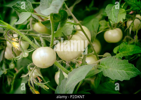 Im Gewächshaus auf den Zweigen einer Tomate Pflanze reift Viel grüne Tomaten. Stockfoto