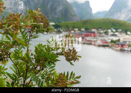 Reine ist ein Fischerdorf auf der Insel Moskenesøya auf den Lofoten Inseln, Nordland County, Norwegen Stockfoto