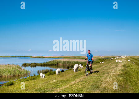 Radfahrer und Schafe auf dem Deich, Westermarkelsdorf, Fehmarn, Ostsee, Schleswig-Holstein, Deutschland Stockfoto