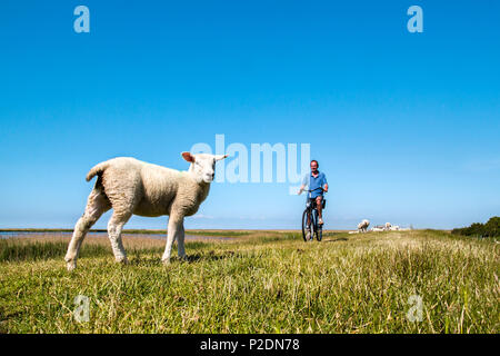 Radfahrer und Schafe auf dem Deich, Westermarkelsdorf, Fehmarn, Ostsee, Schleswig-Holstein, Deutschland Stockfoto