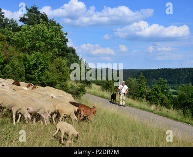 Schafe und Ziegen in der Gungoldinger Heide im Altmühltal Valley, Oberbayern, Bayern, Deutschland Stockfoto