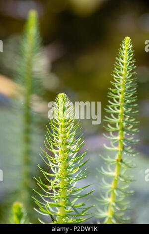 Mare - Schwanz (Hippuris vulgaris) Stockfoto