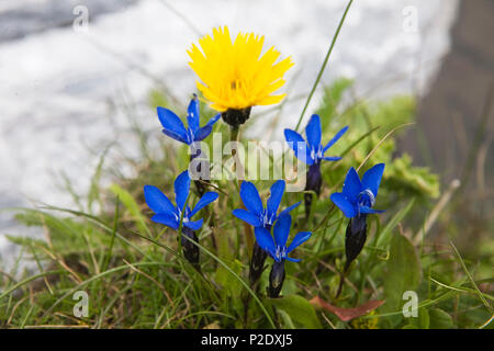 Bayerische Enzian (Gentiana Bavarica) und Löwenzahn von der Bachsee, Berner Oberland, Schweiz Stockfoto