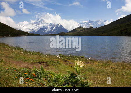 Der Bachsee, mit Beyond, den hohen Gipfeln der Schreckhorn und großen Feischerhorn, über dem Lüschental Tal: Berner Oberland, Schweiz Stockfoto