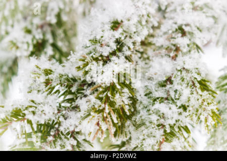 Zweige der Fichte im Schnee Stockfoto