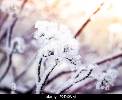 Puzyreplodnik Kalinolistny, Physocarpus opulifolius Stockfoto