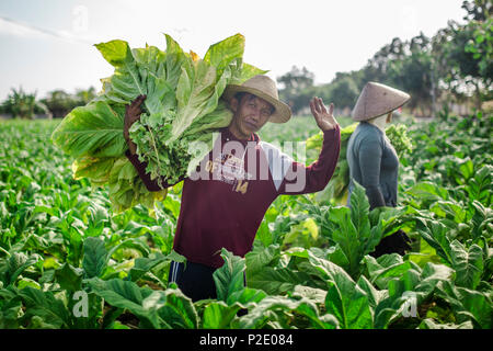 Insel Lombok, Indonesien - 23. AUGUST 2017: Menschen auf Tabak Bauernhof auf der Insel Lombok, Indonesien. Stockfoto