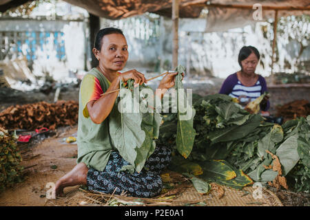 Insel Lombok, Indonesien - 23. AUGUST 2017: Menschen auf Tabak Bauernhof auf der Insel Lombok, Indonesien. Stockfoto