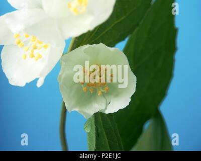 Weiße Blüten von Jasmin Knospen. Foto auf einem blauen Hintergrund. Close Up. Stockfoto