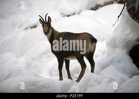 Spanien, Isard im Schnee (Rupicapre pyrenaica) Stockfoto