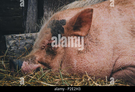 Nahaufnahme von einem Schwein an einer französischen Farm Stockfoto