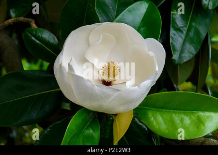 Horizontale Nahaufnahme eines perfekten Magnolia Blossom. Stockfoto