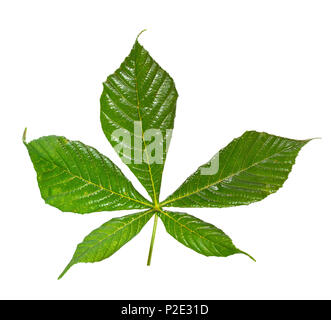 Chestnut leaf auf weißem Hintergrund Stockfoto