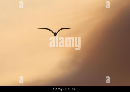 Flussseeschwalbe (Sterna hirundo) silhouette Fliegen bei Sonnenuntergang mit Wolken im Hintergrund in Ses Salines Naturpark (Formentera, Balearen, Spanien) Stockfoto