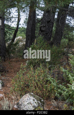 Fotografía tomada en el Monte Abantos, San Lorenzo de El Escorial, España. Stockfoto