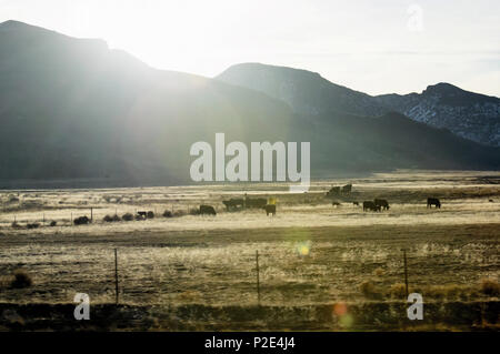 Geröntgt Sonnenlicht über einer Wüste Berg in ein Feld der Kühe grasen. Stockfoto