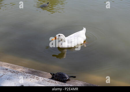 Ente in den See von Retiro Park, Madrid, Spanien Stockfoto