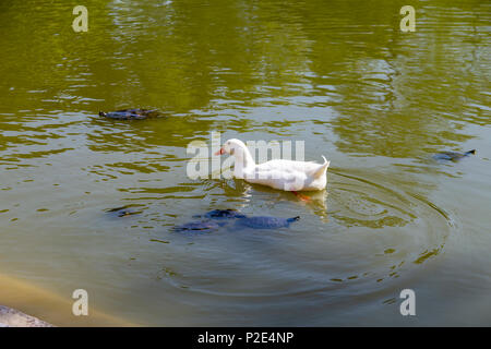 Ente in den See von Retiro Park, Madrid, Spanien Stockfoto