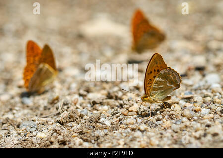 Gruppe von orange Schmetterlinge Fütterung auf Salze und Mineralien aus dem feuchten Boden Stockfoto