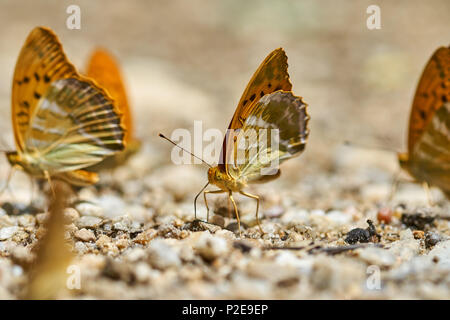 Gruppe von orange Schmetterlinge Fütterung auf Salze und Mineralien aus dem feuchten Boden Stockfoto