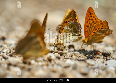 Gruppe von orange Schmetterlinge Fütterung auf Salze und Mineralien aus dem feuchten Boden Stockfoto