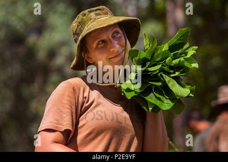 Australische Armee Soldat Pvt. O'Sullivan Melanie sammelt Blätter für ein Signal Brand in Daly River Region, Northern Territory, Australien, Sept. 3, 2016. Die Teilnehmer lernen, überleben Fähigkeiten während der Übung Kowari, eine Übung zur Verbesserung der USA, Australien und China's Freundschaft und Vertrauen, die trilaterale Zusammenarbeit in der Indo-Asia-Pazifik-Region. (U.S. Marine Corps Foto von Lance Cpl. Osvaldo L. Ortega III/Freigegeben) Stockfoto