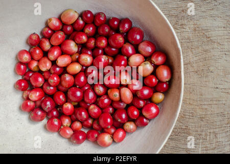 Frisch geerntete reife Kaffeebeeren. Stockfoto