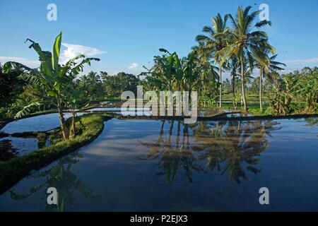 Indonesien, Java, Ijen, Banane, spiegelt sich in terrassierten Reisfeldern Stockfoto