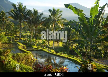 Indonesien, Java, Ijen, terrassierte Reisfelder überflutet, in der Nähe des Ijen Resort Stockfoto