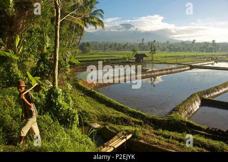 Indonesien, Java, Ijen, Reisbauern in der Mitte von terrassierten Reisfeldern überflutet, in der Nähe des Ijen Resort Stockfoto