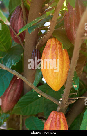 Bunte cacao Pod auf Ast Nahaufnahme Stockfoto