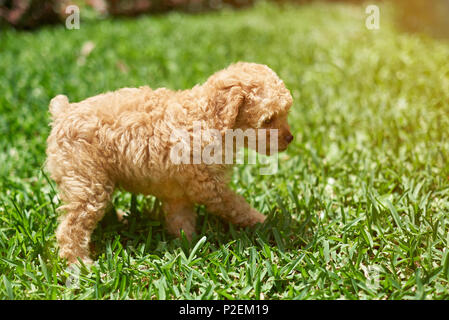 Braune Welpen gehen auf grünem Gras im sonnigen Tag Licht Stockfoto