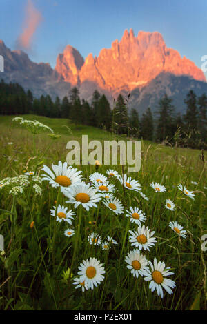 Sonnenuntergang, Wiese, Blumen, Sommer, Berge, Pale di San Martino, Dolomiten, Italien Stockfoto