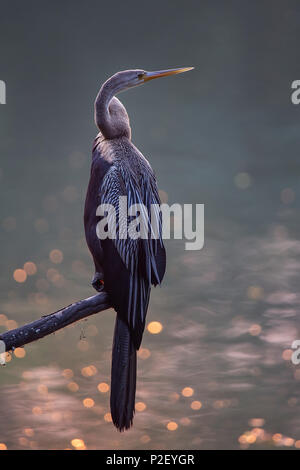 Orientalische schlangenhalsvogel (Anhinga melanogaster) auf einem Baum in Keoladeo Ghana National Park, in Bharatpur, Indien sitzen. Der Park wurde als geschützte sanctuar Stockfoto