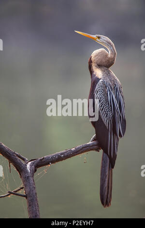 Orientalische schlangenhalsvogel (Anhinga melanogaster) auf einem Baum in Keoladeo Ghana National Park, in Bharatpur, Indien sitzen. Der Park wurde als geschützte sanctuar Stockfoto